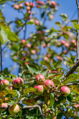 Red and green apples hangs on the branch of apple tree in orchard in autumn sunny day. Selective focus. Natural organic food theme.