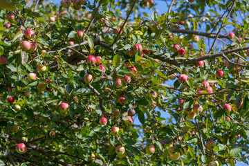 Red and green apples hangs on the branch of apple tree in orchard in autumn sunny day. Selective focus. Natural organic food theme.