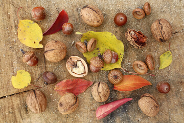 Walnuts and oak acorns with red autumn leaves are on the wood.