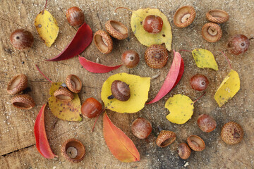Edible forest acorns with red autumn leaves are on the oak 