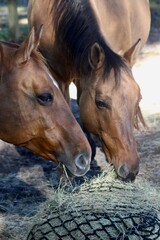 Fototapeta premium Horse Friends Eating Hay Together