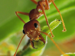  close-up of weaver ants farming the aphids colony 