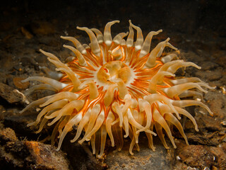 Sea anemone from Oslo fjord, Norway
