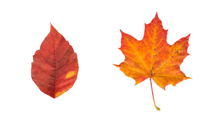 Autumn red and golden single leaves png  without background