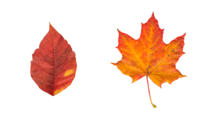 Autumn red and golden single leaves png  without background