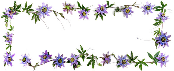 Passionflower -Medicinal flower panoramic image,, copy space