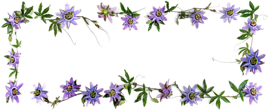 Passionflower -Medicinal Flower Panoramic Image,, Copy Space