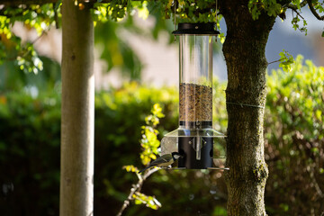 bird on a feeder