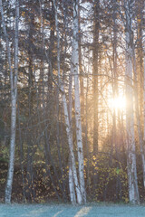 Fototapeta na wymiar Dense of tall Alaska white birch or paper birch with early morning light poking through at suburban park in Anchorage, AK