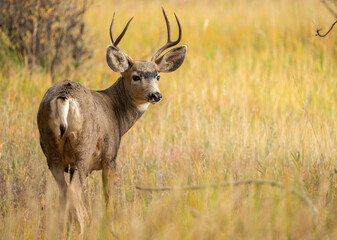 Mule Deer Buck in Rocky Mountain National Park