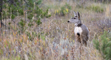 Mule Deer in Rocky Mountain National Park