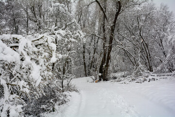 Fototapeta premium In the forest with snow
