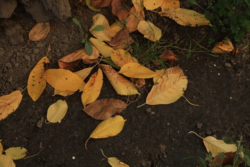 Yellow autumn leaves on the ground