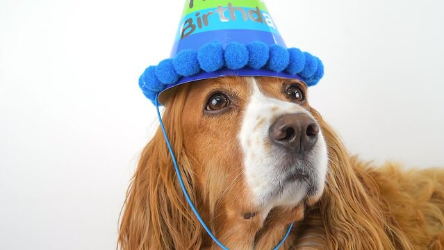 Pampered dog pet with a birthday hat