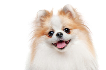 Close-up head portrait of long haired spitz