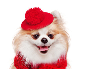 Close-up portrait of spitz dog wearing small red beret