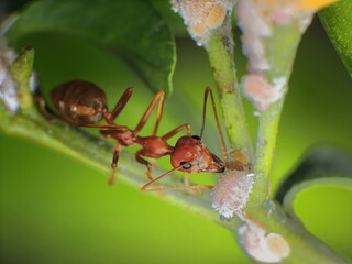 close-up of weaver ants farming the aphids colony