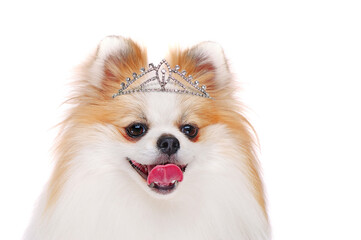 Close-up portrait of spitz wearing crown as a winner