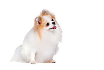 Obraz premium Curious spitz looking to the copy space area