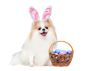 Easter card with spitz dog isolated on white