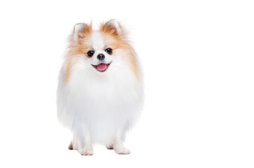Obraz premium Front view picture of standing spitz against white background