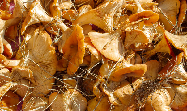 A lot of forest mushrooms Clitocybe. Collected mushrooms together. Background of Clitocybe mushrooms.