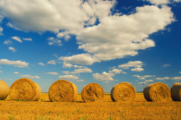 Hay bales on agriculture field after harvest on a sunny summer day