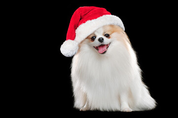 Sitting pomeranian wearing Santa hat isolated on black background