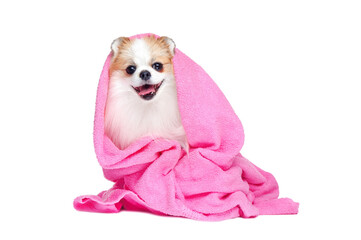 Spitz in white studio after bathing