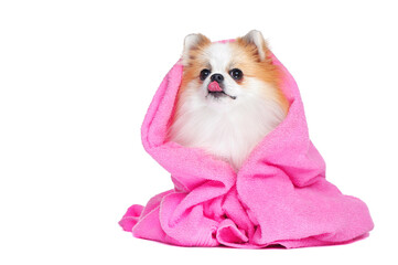 Spitz showing tongue wrapped in pink background