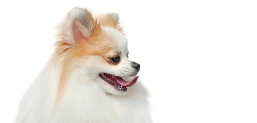 Wide close-up picture of a white spitz looking to the side