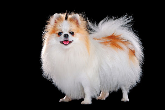 Side view full length picture of long haired pomeranian against black background