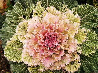 Decorative cabbage. Close-up, top view. Harvest, Autumn garden