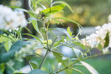Sommerflieder/Schmetterlingsflieder Blüte und Blütenstand zurückgeschnitten im Sommer