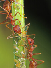 close-up of weaver ants farming the aphids colony