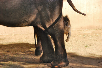 A small baby Asian elephant (Elephas maximus), known as an Asian elephant, hides behind its mother-family. Zoo Madrid, Spain. Theme park.
