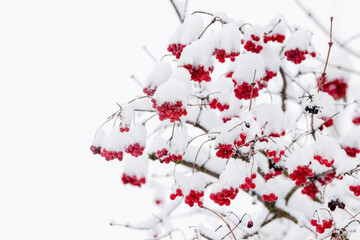 Viburnum bush covered with snow with red berries in winter on a light background