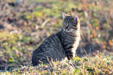 Naklejka na ściany i meble Young striped cat with a close look in the garden on a blurred background