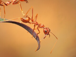 close-up of weaver ants on leaf