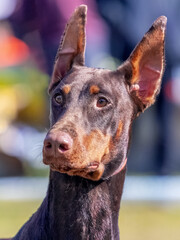 Brown Doberman dog close up with raised ears on blurred background in sunny weather