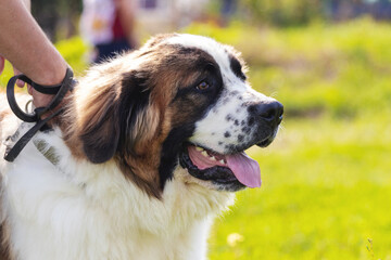 Big dog breed moscow watchdog near the owner in the park on a walk