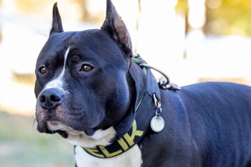 Portrait of Amstaff dog, American Staffordshire Terrier, close up outdoors