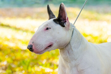 Bull terrier dog portrait close up in profile outdoors
