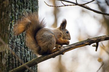 Naklejka na ściany i meble Squirrel sits on a tree branch and eats nuts