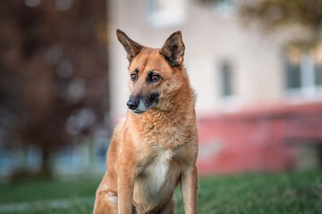 Portrait of an elderly beautiful shepherd dog on the grass near the house.