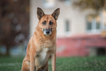 Portrait of an elderly beautiful shepherd dog on the grass near the house.