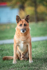 Portrait of an elderly beautiful shepherd dog on the grass near the house.