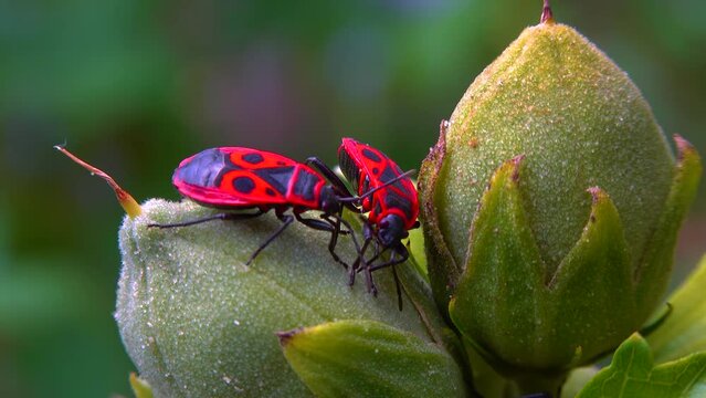 The firebug (Pyrrhocoris apterus), insects suck juices from mallow fruit