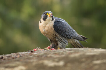 Peregrine falcon, Falco peregrinus, eating on a rock. Portrait of bird of pray with its prey....