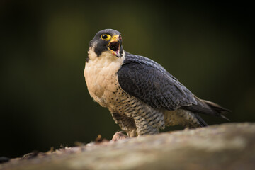 Peregrine falcon, Falco peregrinus, eating on a rock. Portrait of bird of pray with its prey. Majestic large, crow-sized falcon, it has a blue-grey back, barred white underparts, and a black head